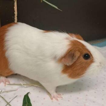 Rescue Short Haired Guinea Pigs for Adoption in Las Vegas, Nevada - Mazagran | PetCurious